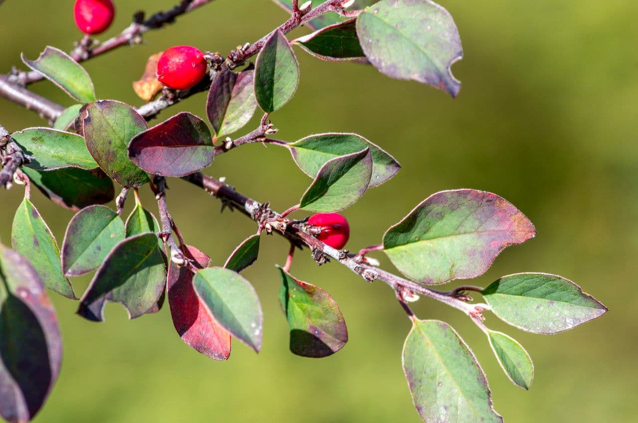 Cotonéaster commun 30