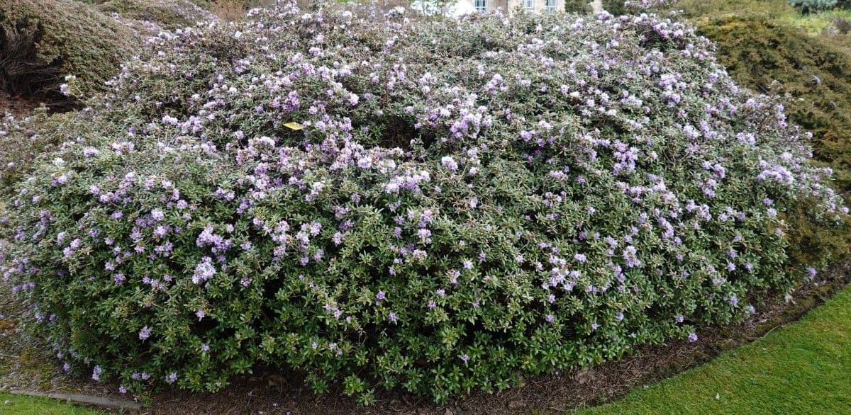 Rododendro 11