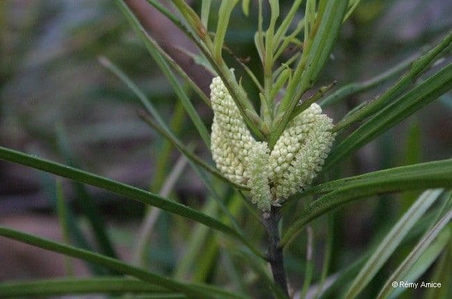 Podocarpus 9