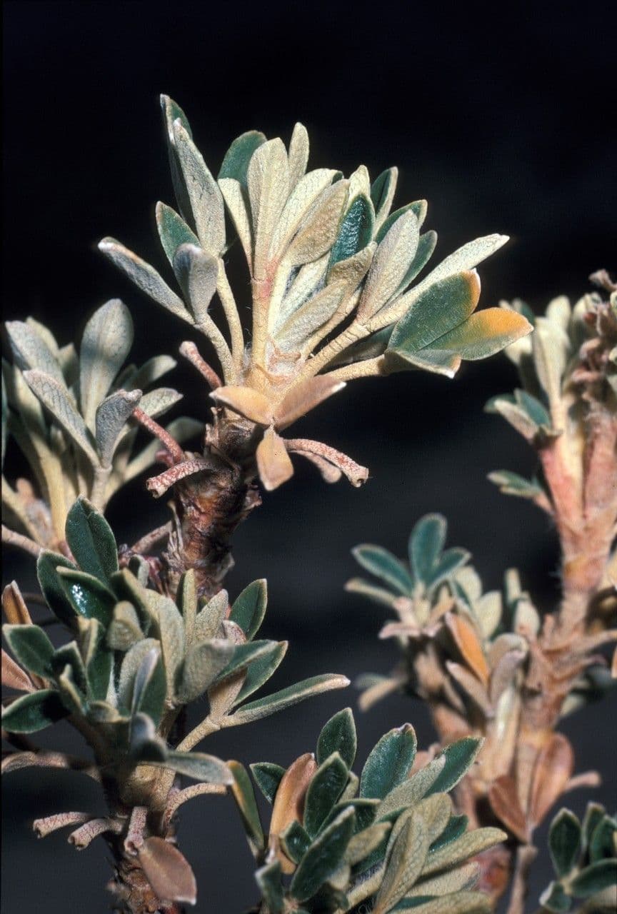 Polylepis 9