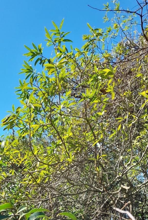 Tabernaemontana catharinensis 11