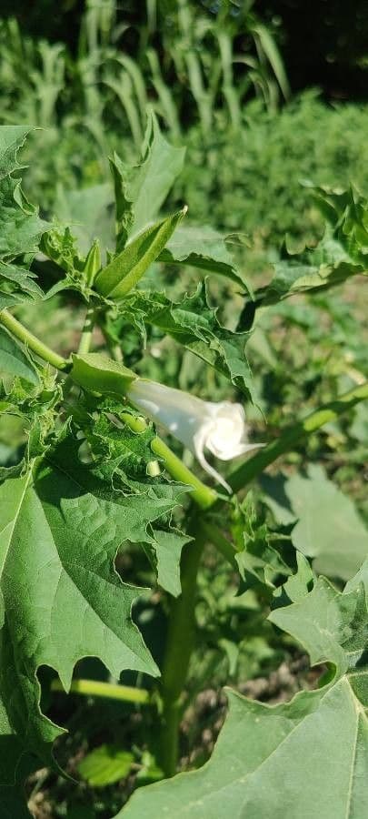 Datura 7