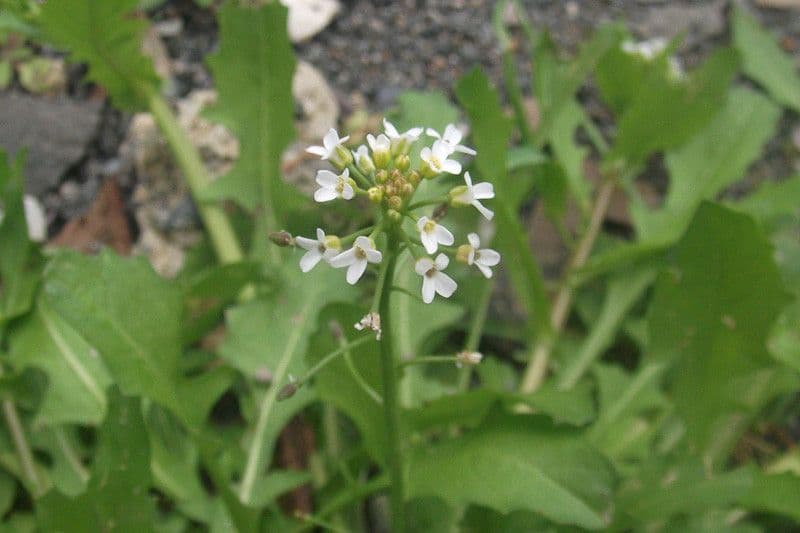 Calepina irregular 8