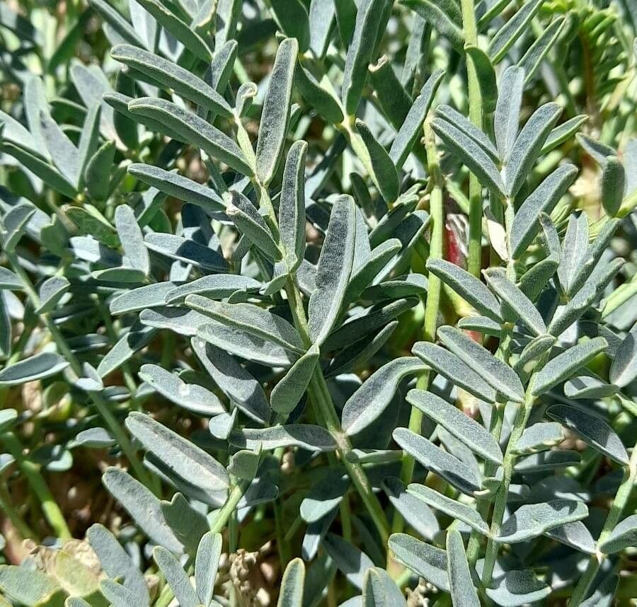 Astragalo 3
