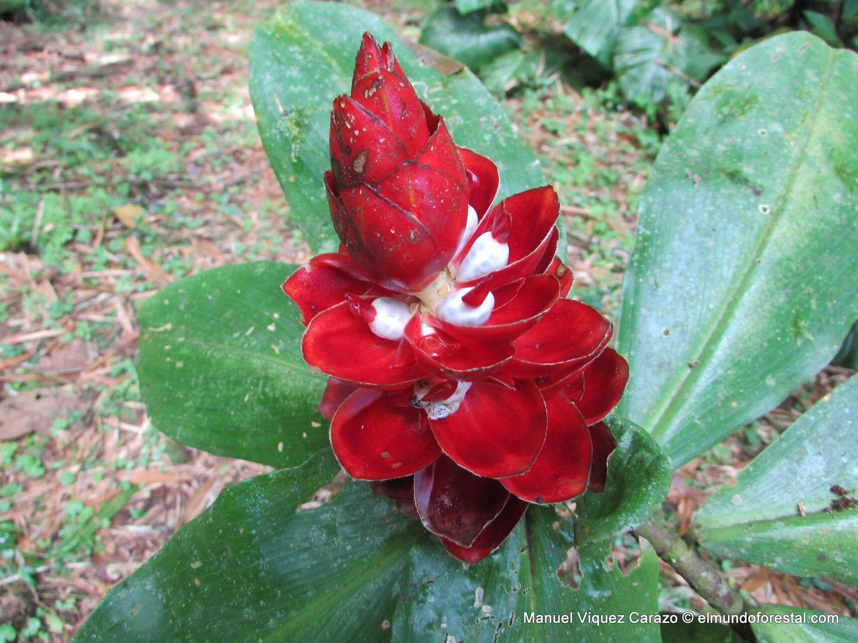 Costus scabro