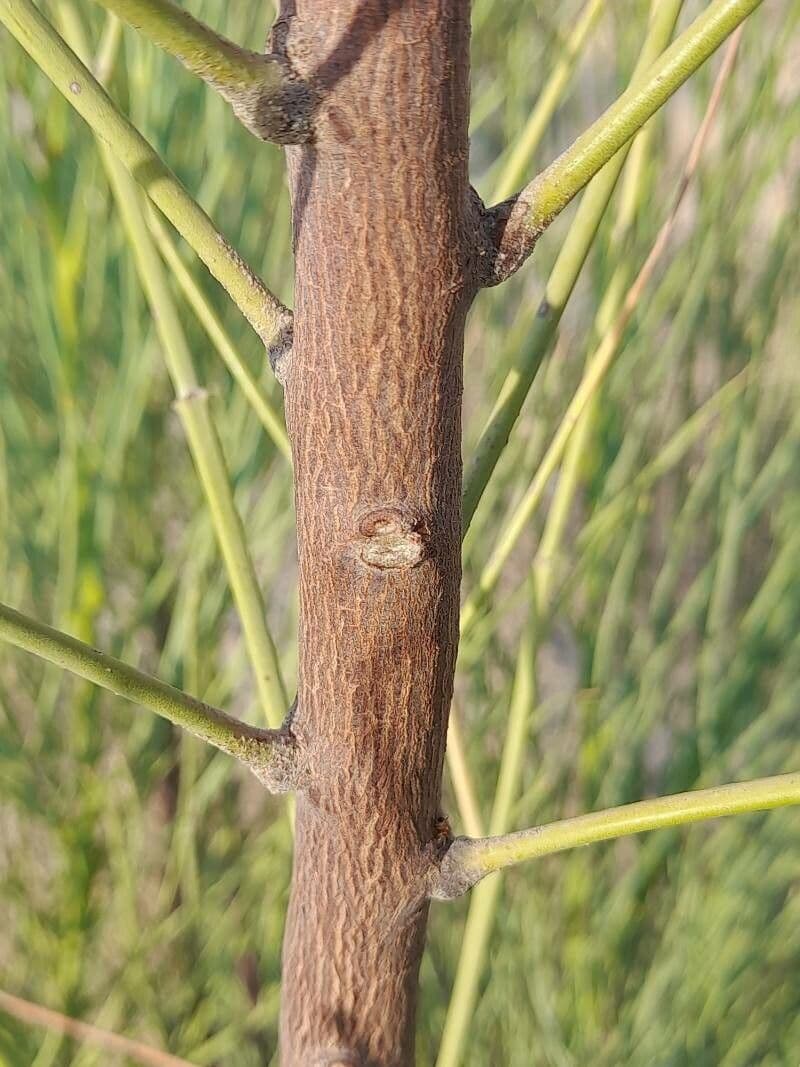 Moringa 10