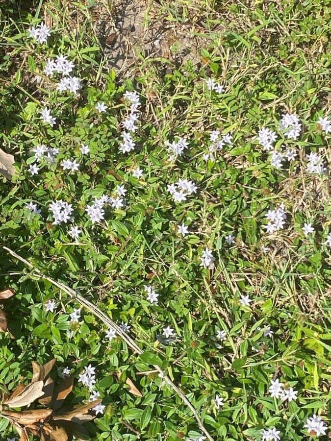 Richardia scabra 7