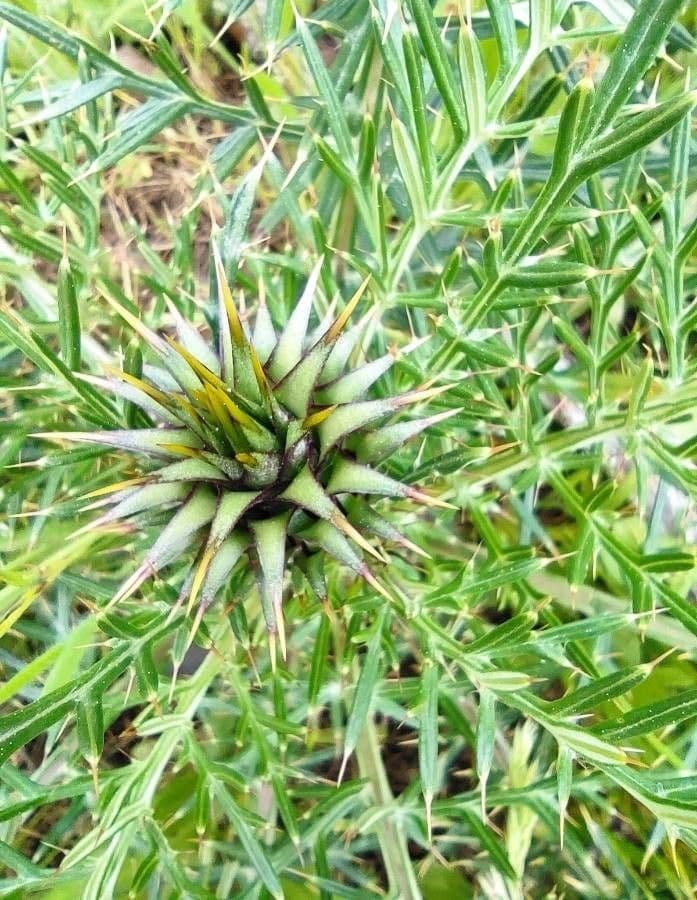 Cynara humilis 9