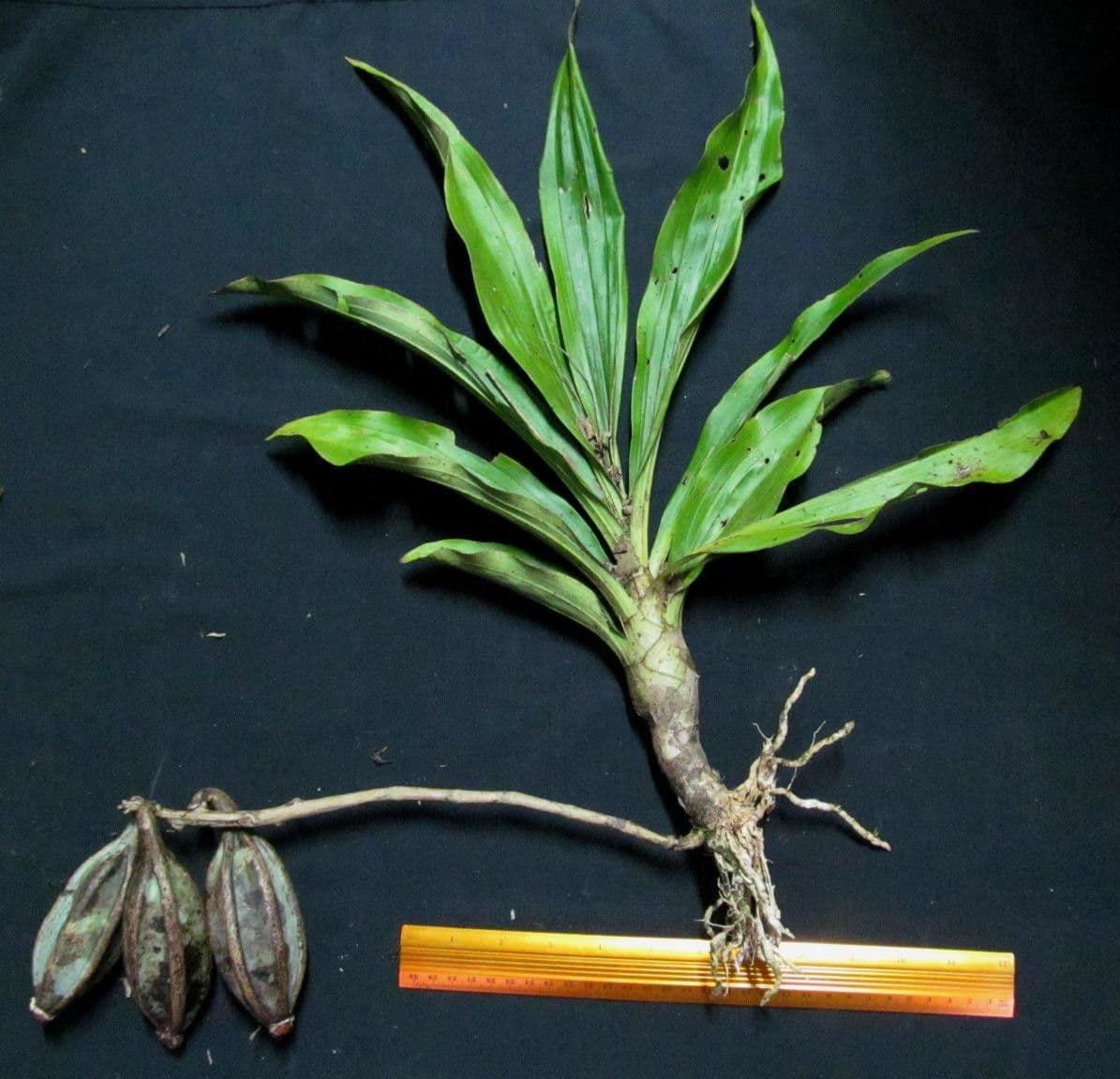 Catasetum maculato 23