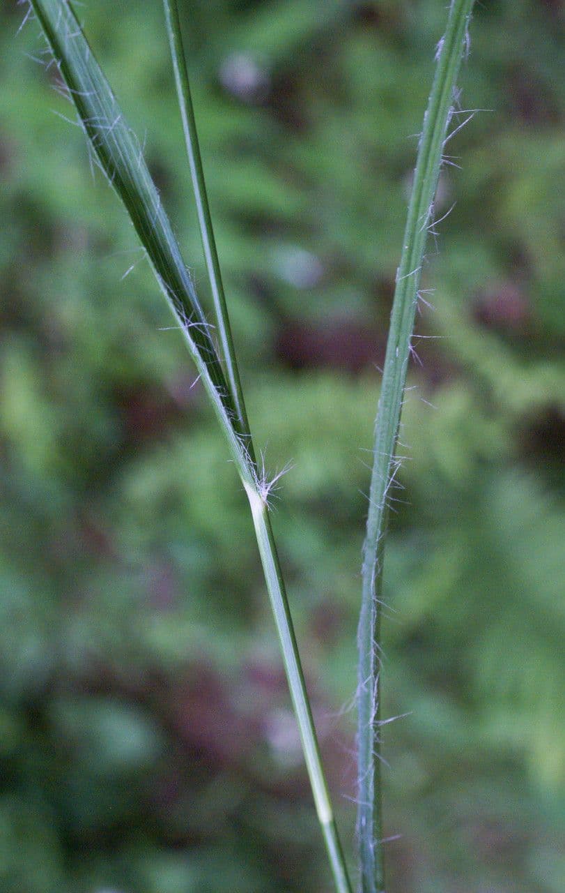 Erba lucciola bianca 20