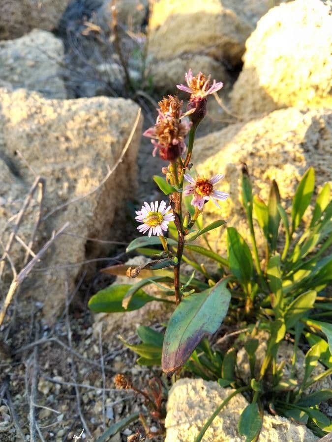 Aster solny 14