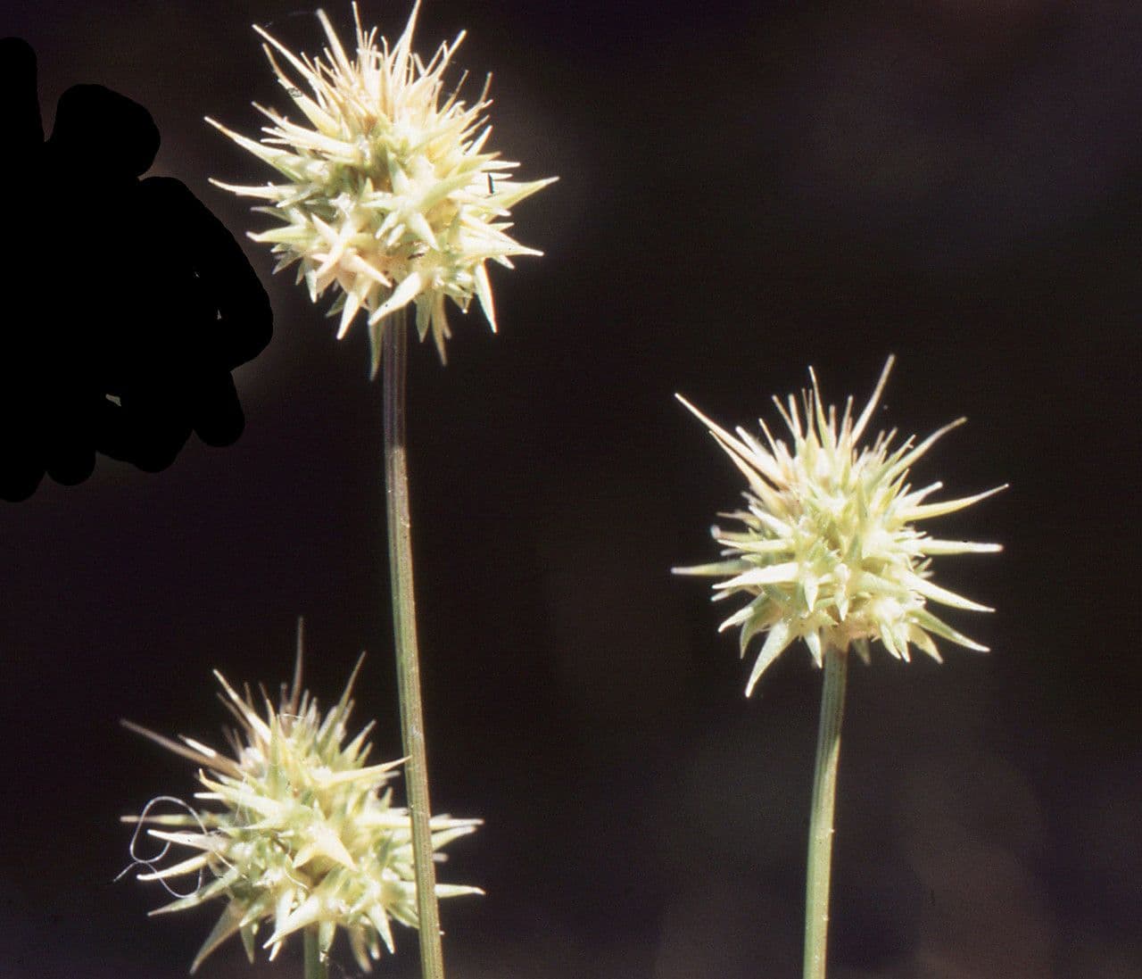 Echinaria capitata 9