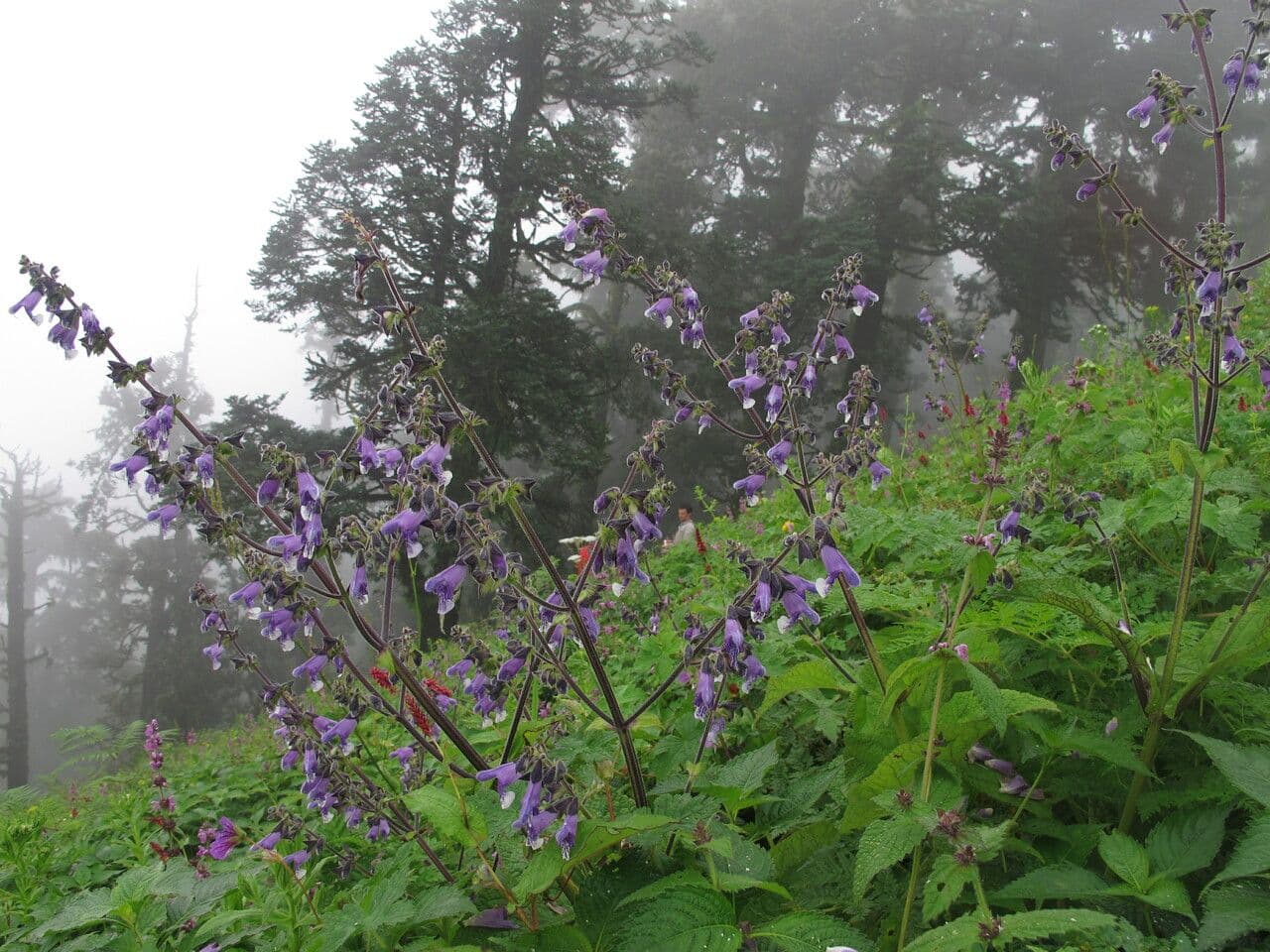 Salvia 7