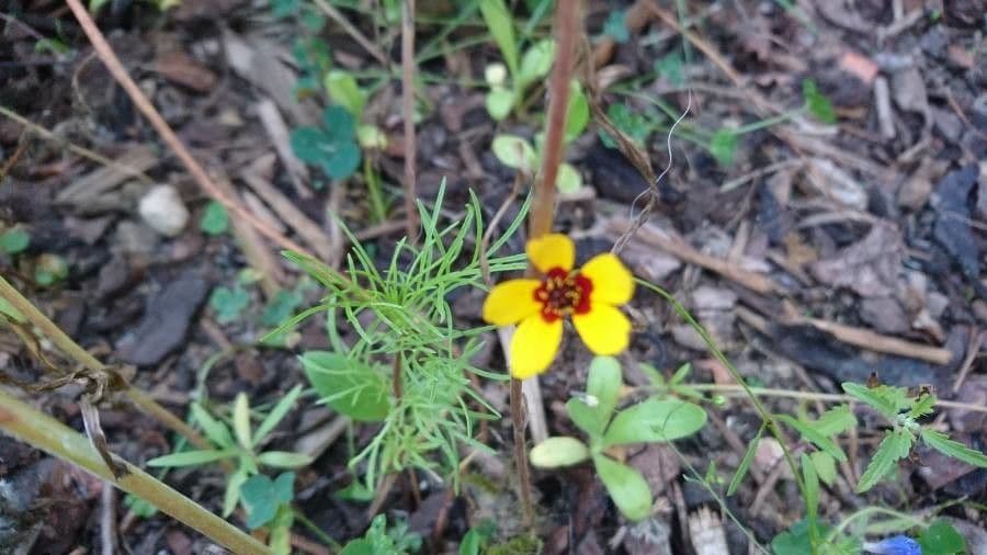 Färber-Mädchenauge 29