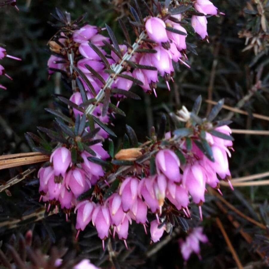 Graue Heide 8