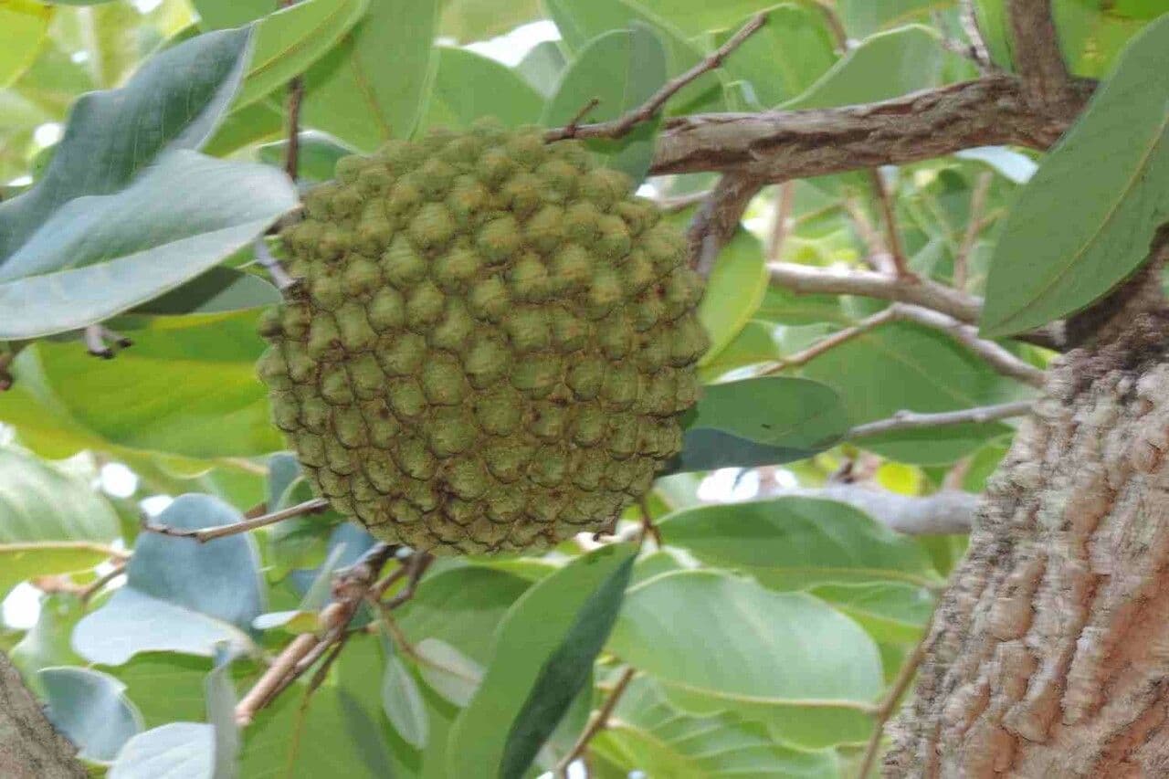Annona crassiflora 10