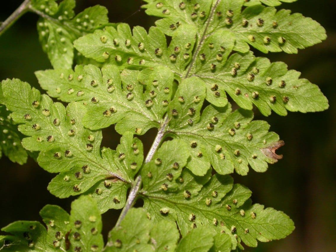 Cystopteris 4