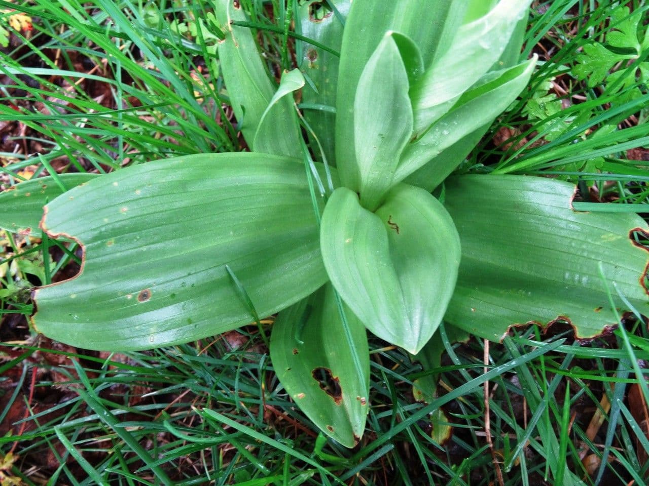 Orchide scimmia 15
