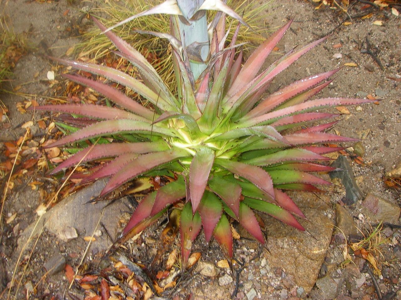 Agave 5
