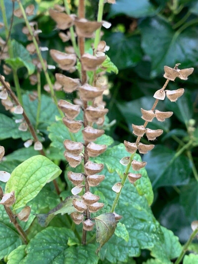 Scutellaria altissima 2