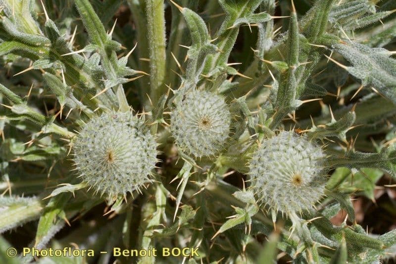 Cirsium 15