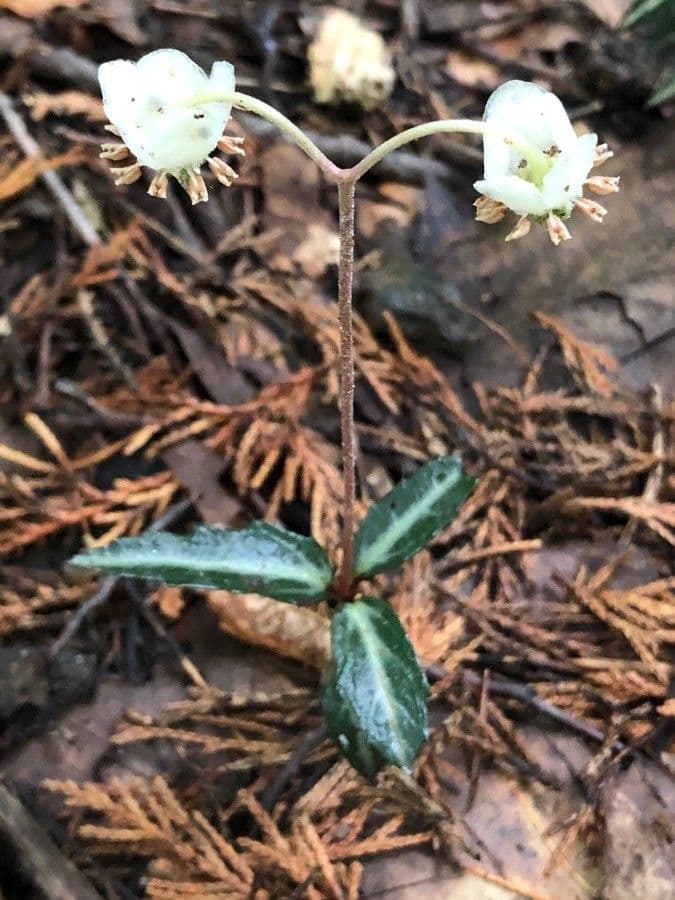 Chimaphila macchiata 9