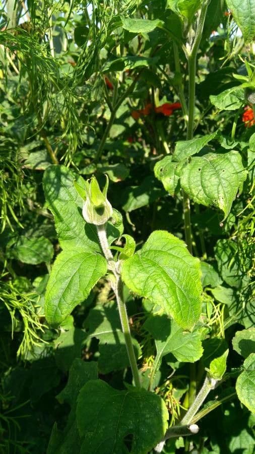 Tithonia rotundifolia 20