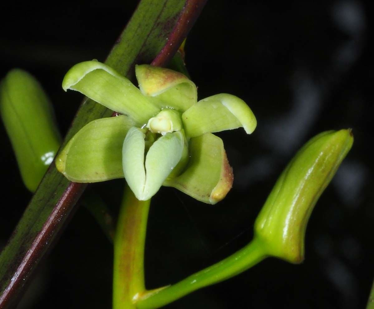 Dendrobium 2