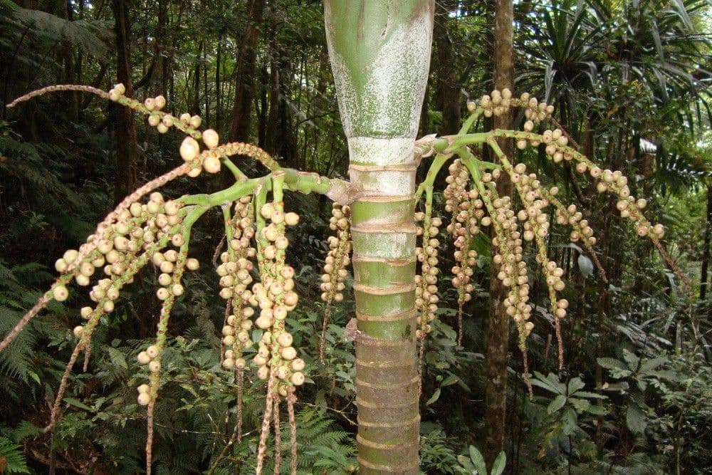Burretiokentia 9
