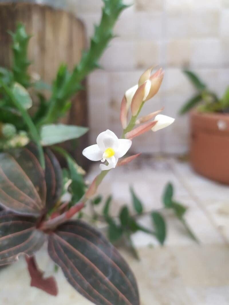 Schmuckorchidee