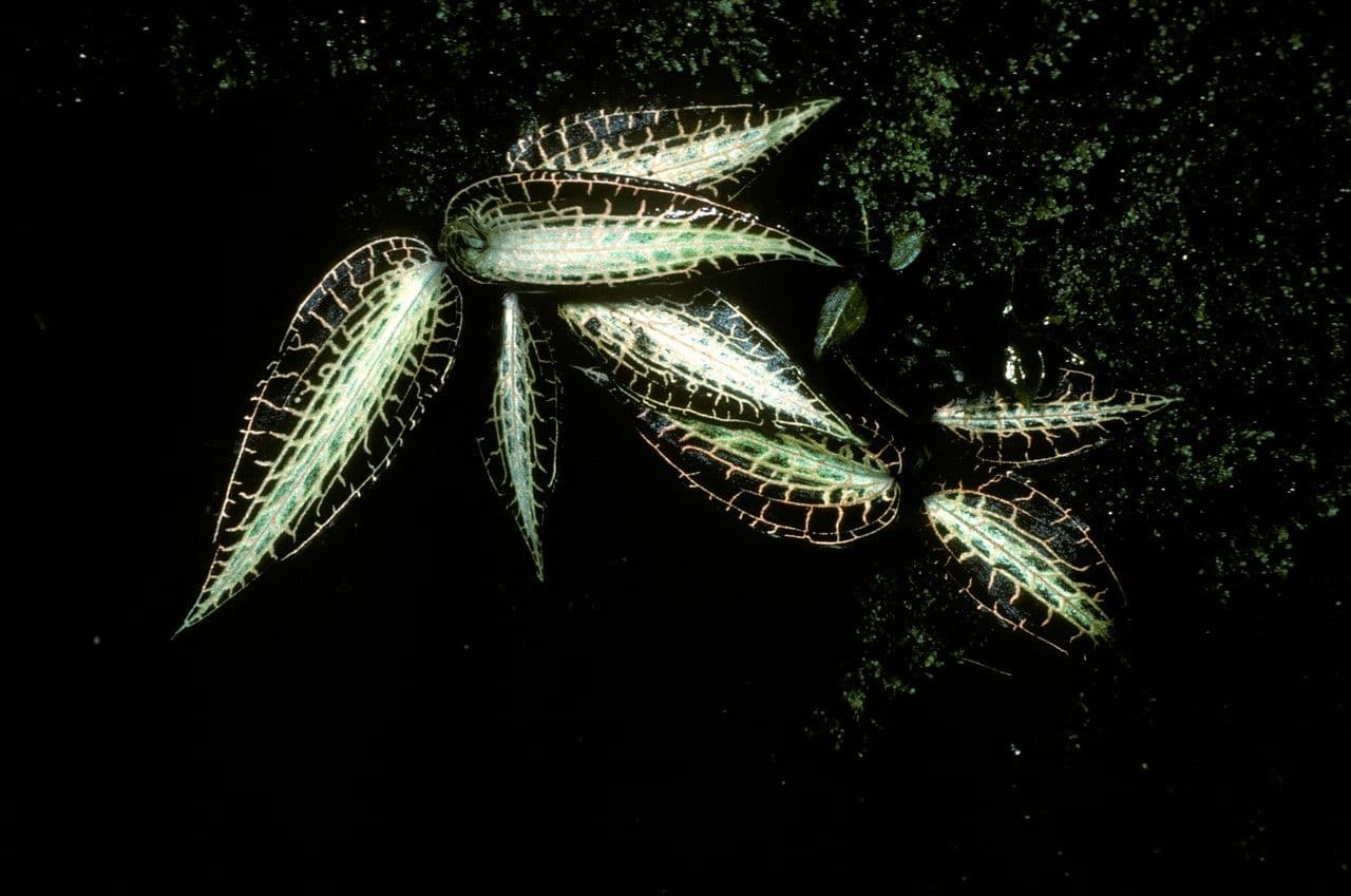 Anoectochilus 6
