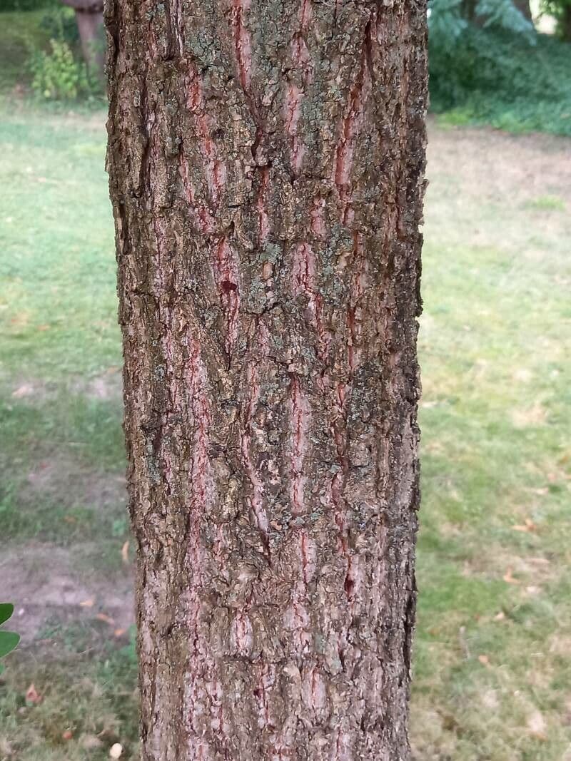 Quercia Daimyo 19