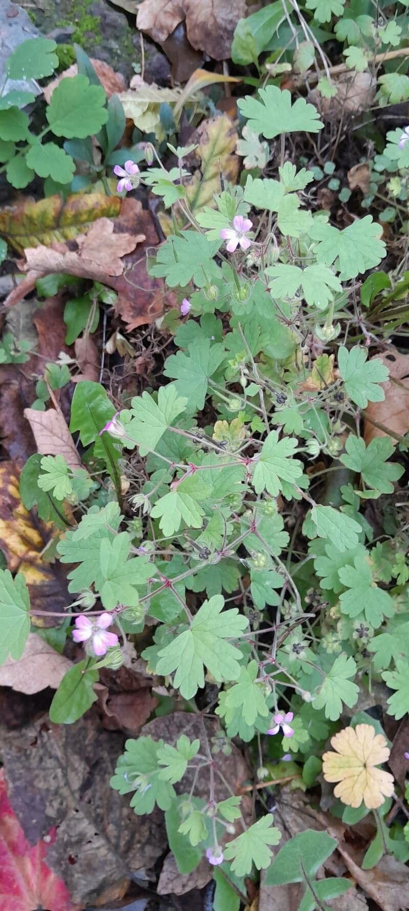 Géranium à feuilles rondes 15