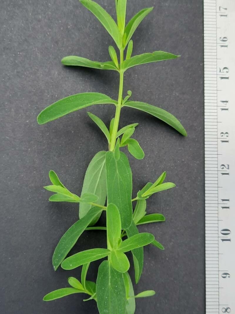 Millepertuis austral 21
