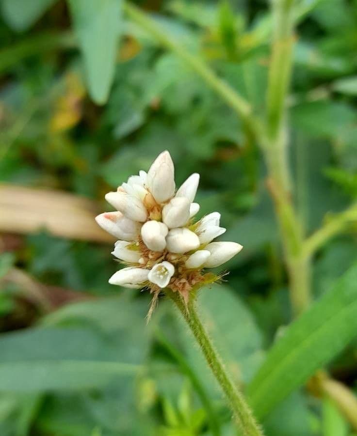 Persicaria