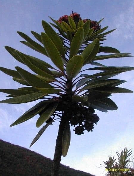 Xanthostemon 14