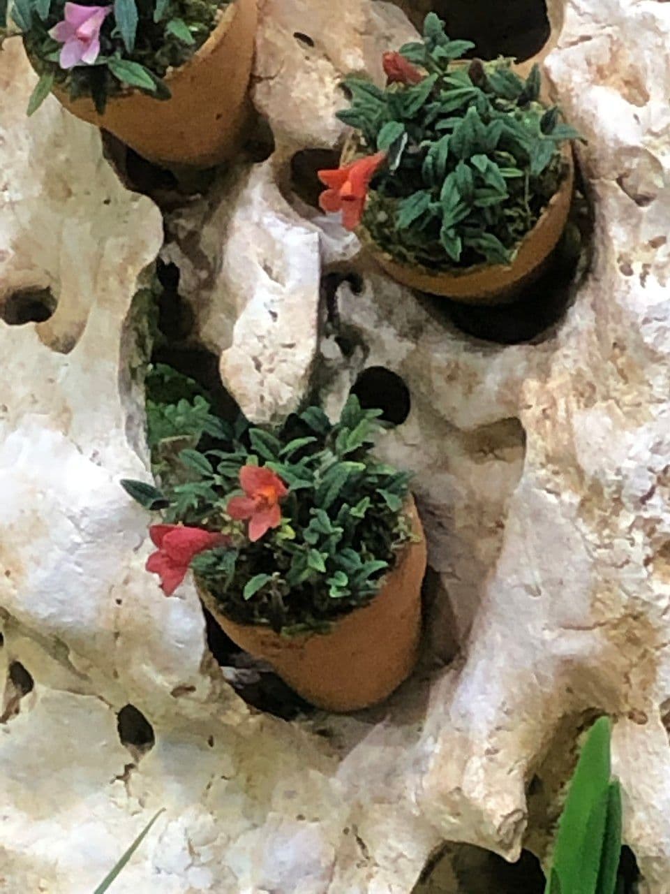 Dendrobium 9