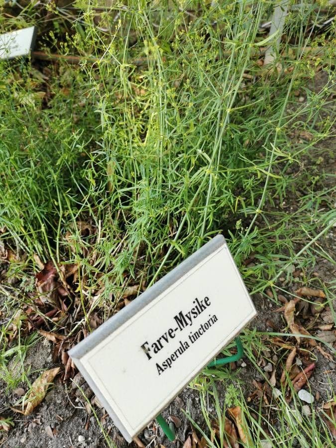 Asprella tintoria 12