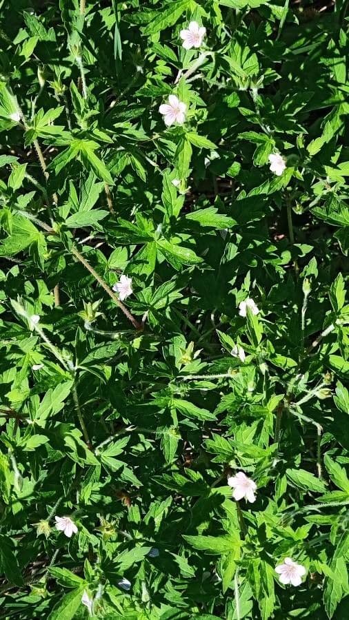 Geranium sibiricum 13