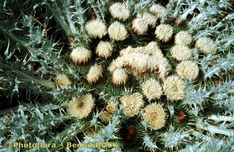 Pupava 21