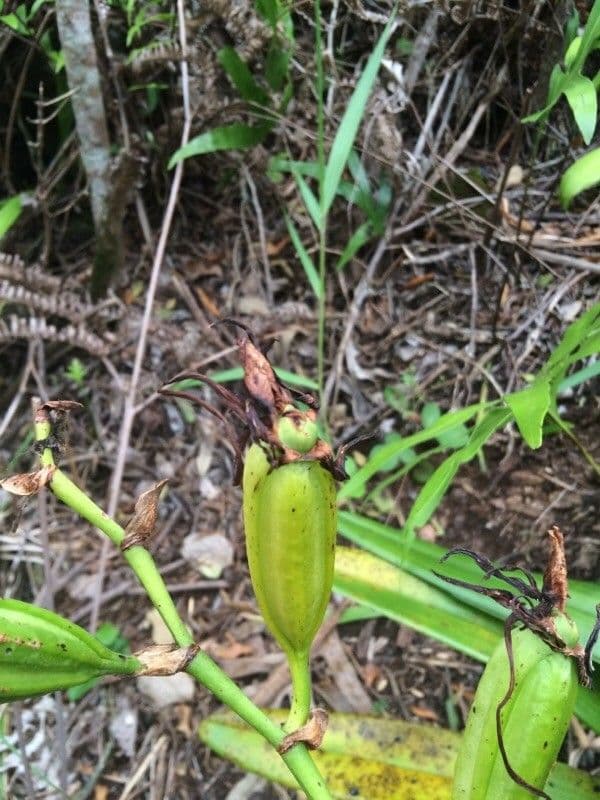 Angraecum eburneum 2