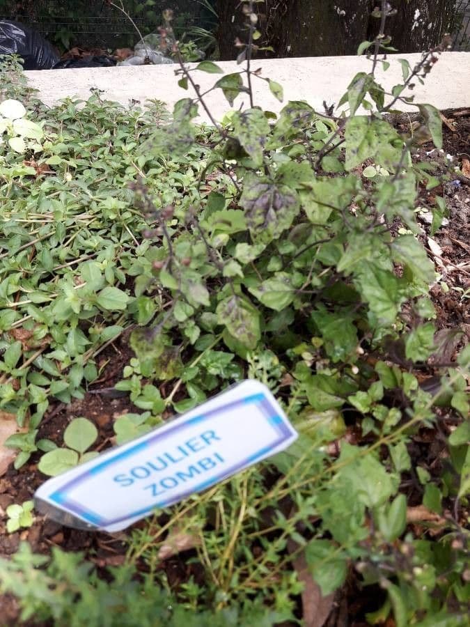 Scutellaria 12