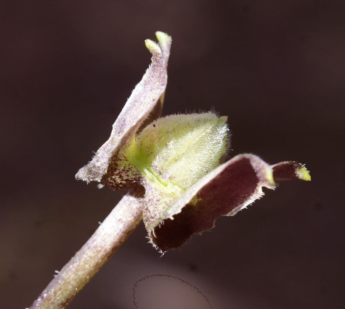 Viola bianca