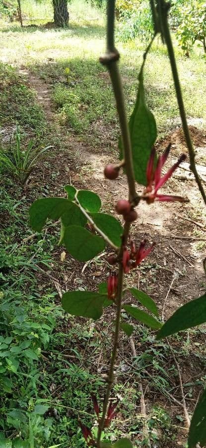 Tapinanthus