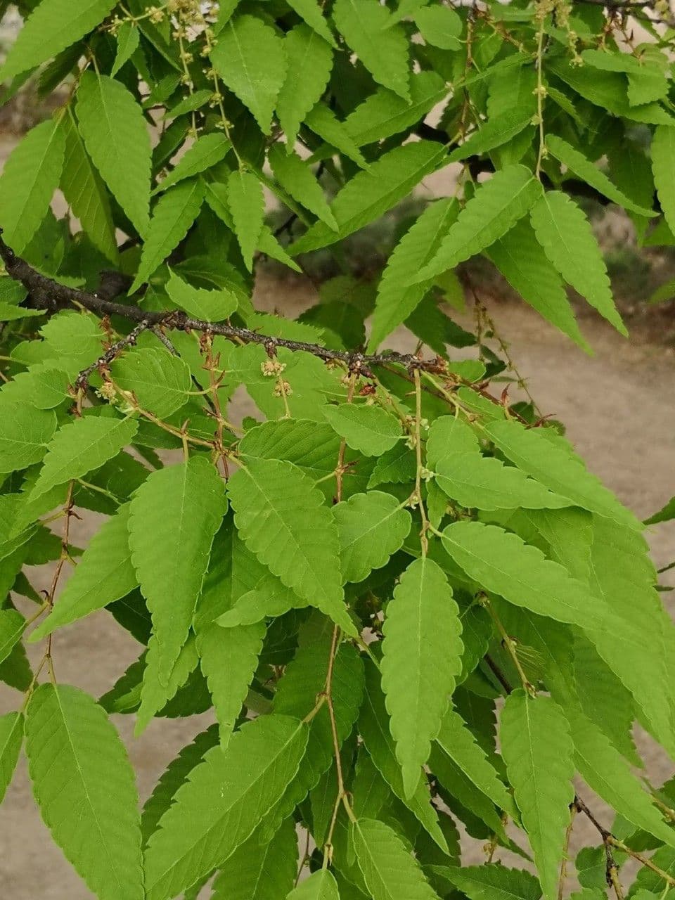 Zelkova 7