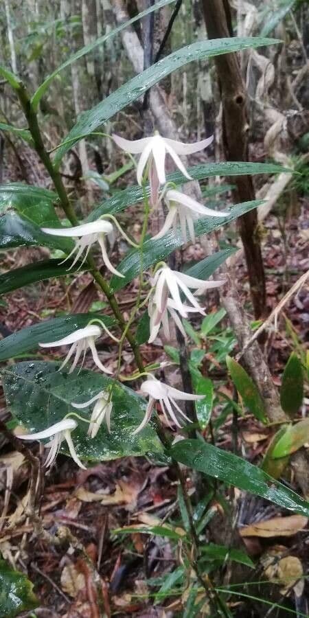 Dendrobium 7