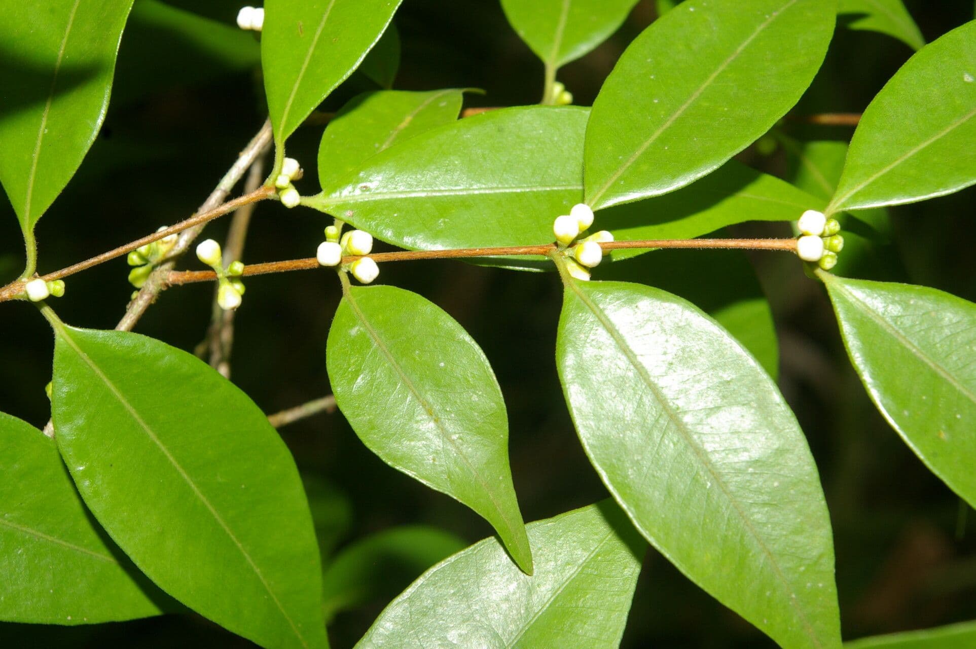 Guayaba de olor 11