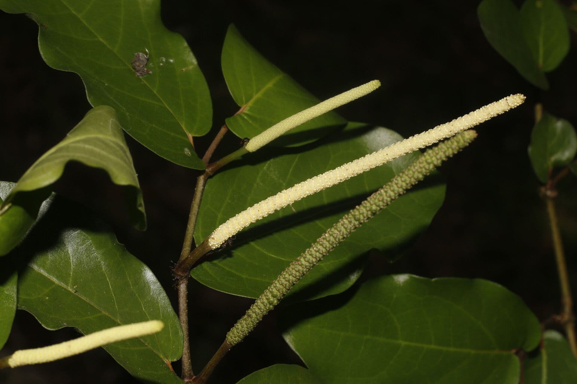 Pimienta tuberculada 3