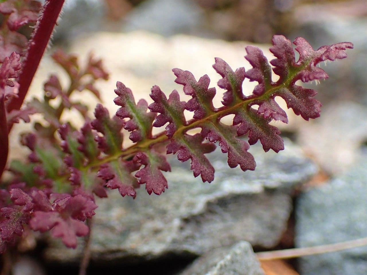 Pedicularis kerneri 14