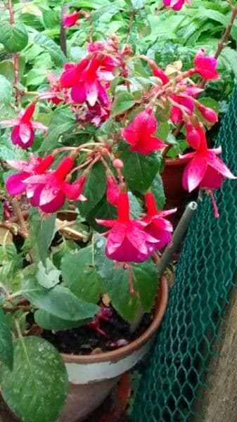 Fuchsien 13